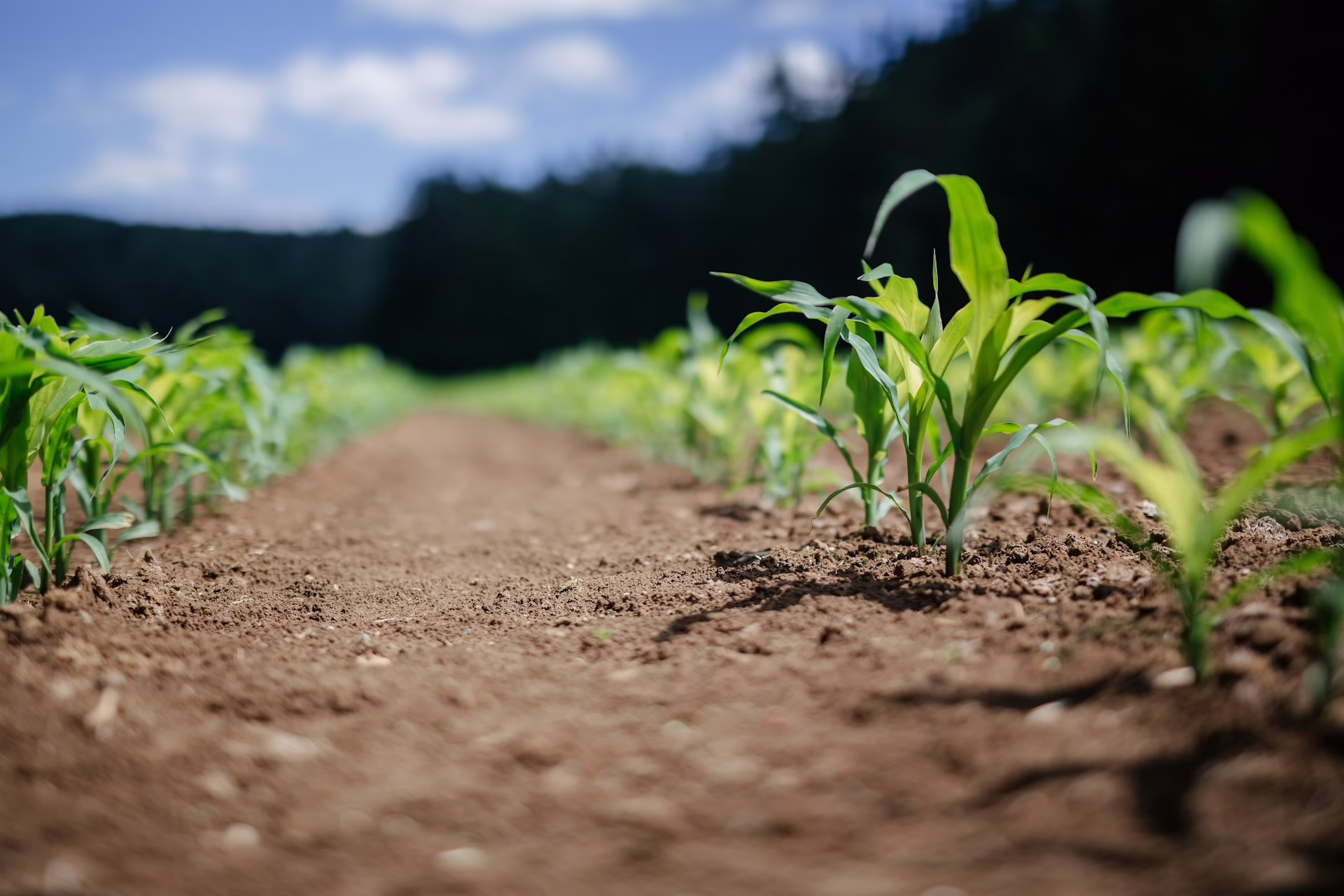 Agri-Food export — PR Raheja Exports